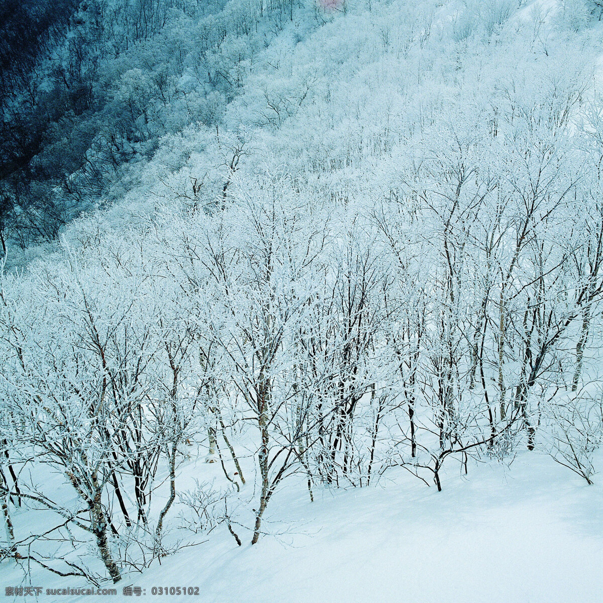 冬天 雪景 背景 冬天雪景 风光 风景 季节 摄影图库 自然 自然风景 自然景观 生活 旅游餐饮