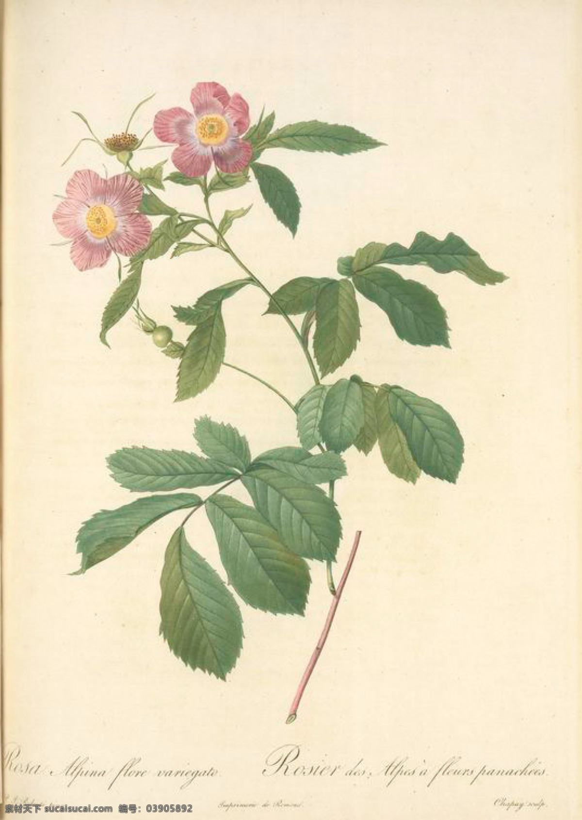 手绘 复古 油画 花朵 花卉 玫瑰 植物图 文化艺术