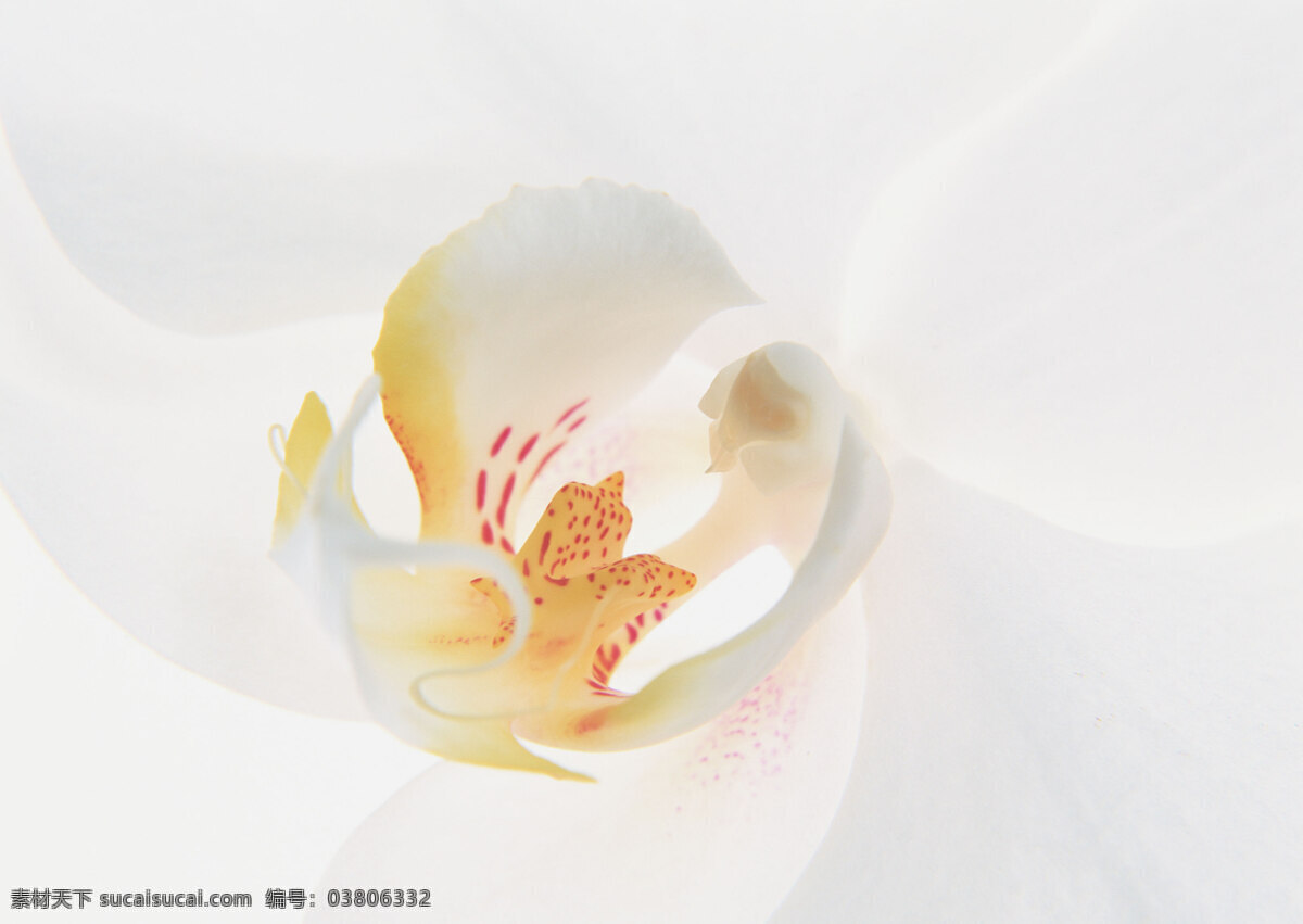 花朵 特写 高清图片素材 花瓣 花朵特写 花束 牵牛花图片 高清花图片 散落的花瓣 生物世界