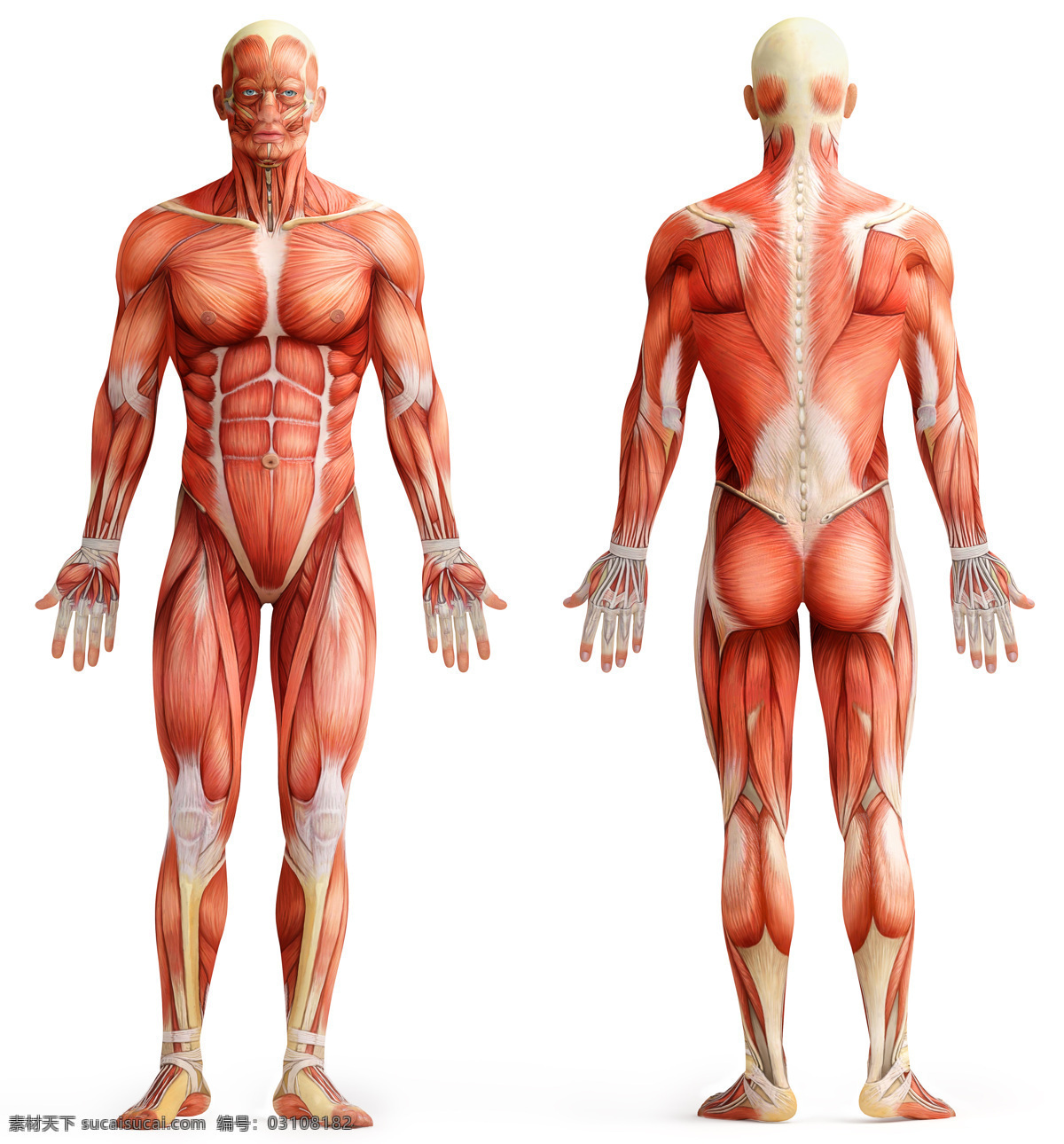 人体肌肉 肌肉 医学研究 医学人体 透视人体 人体结构 医学