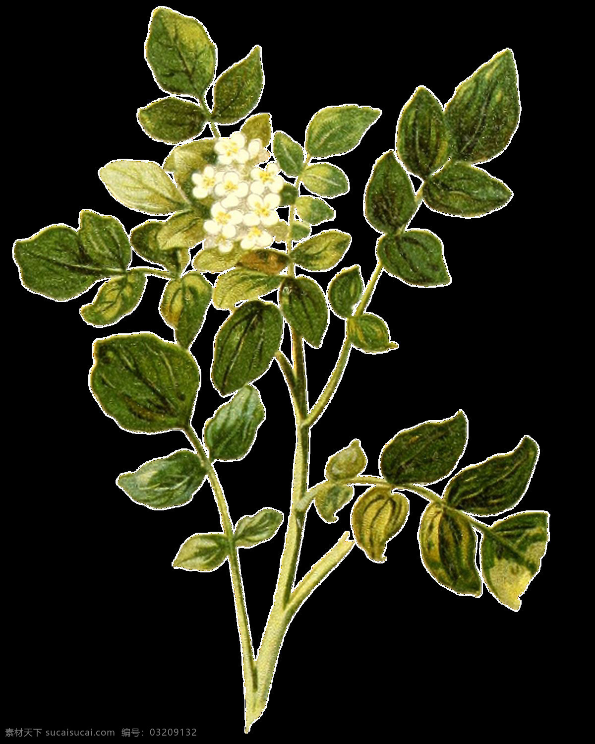 手绘 白色 花朵 花枝 透明 装饰 白花 花卉 绿叶 免扣素材 透明素材 植物 装饰图片