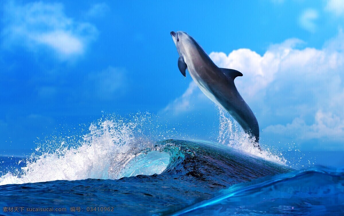 海豚 海上海豚 跳跃 海洋 海浪 飞起的海豚 跳跃的海豚 生物世界 海洋生物