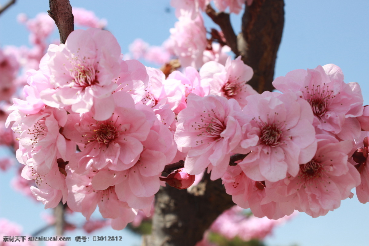桃花拍照 桃花 粉色 花朵 桃花图片 桃花拍摄 桃花摄影 拍摄 自然景观 自然风景