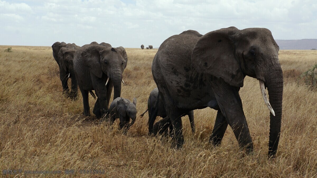 非洲 野生 动物园 大象 国家公园 野生动物园 动物