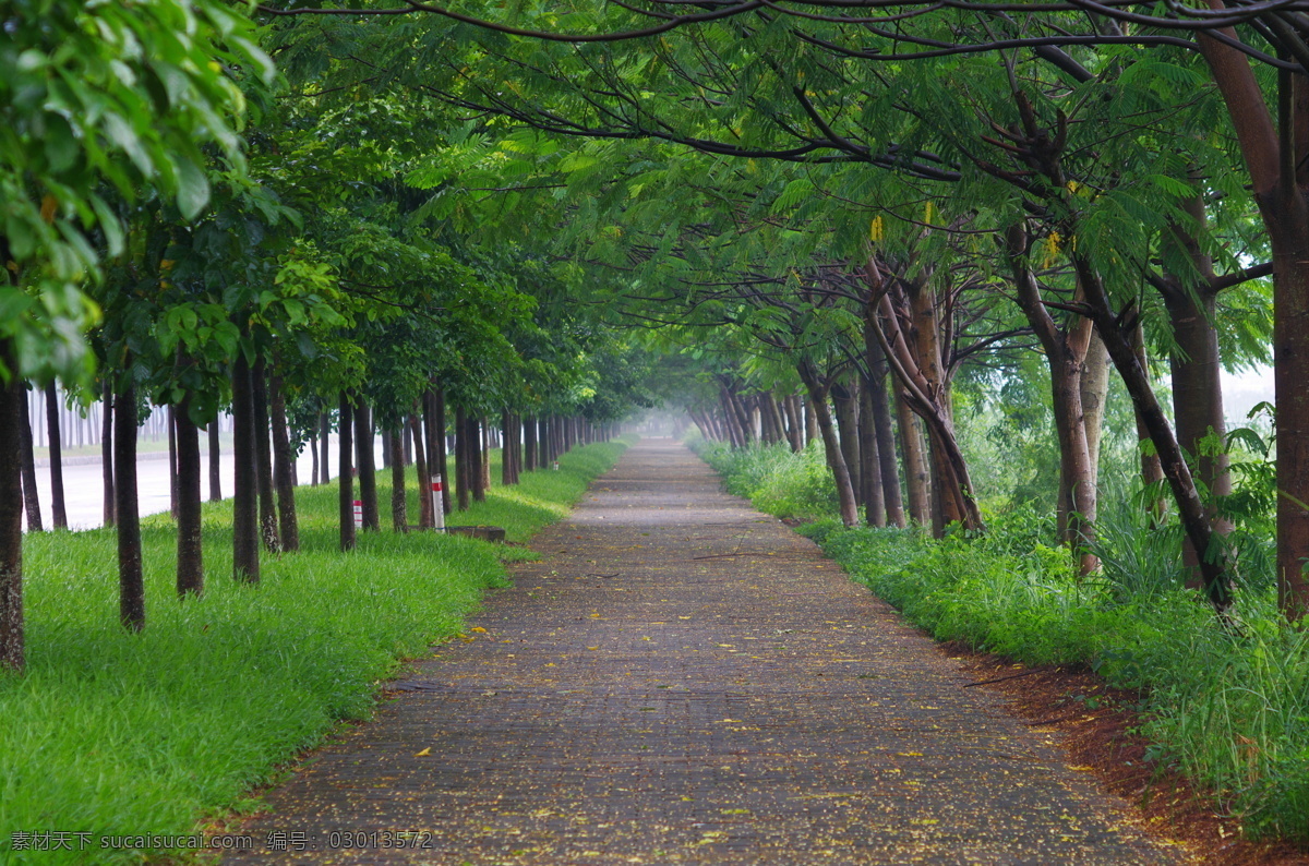 树林 道路 树木 草地 小路 自然景观 自然风景
