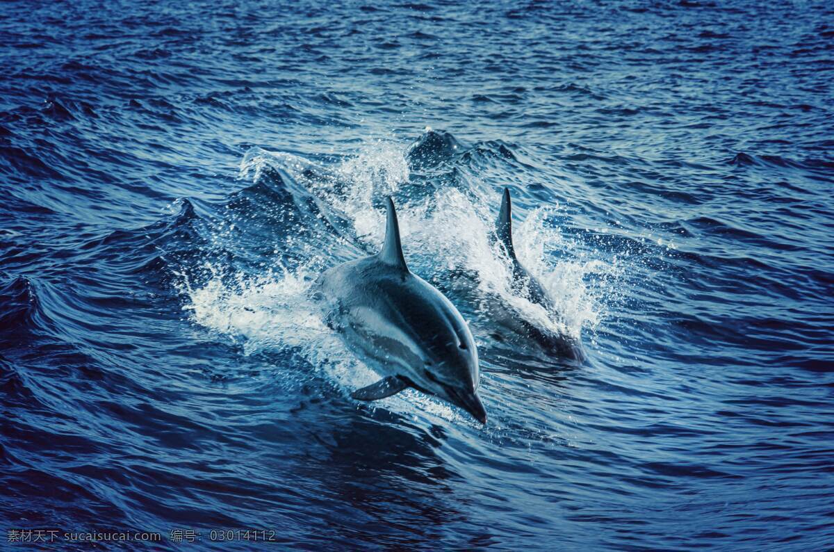 海豚 大海 海洋 海洋动物 海水 浪花 生物世界 野生动物