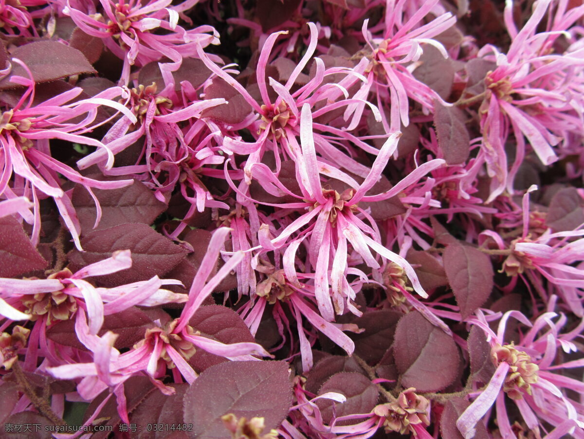 红花檵木 春天 自然 踏青 花 红继木 红火 红花 清晰 春花 花草 生物世界