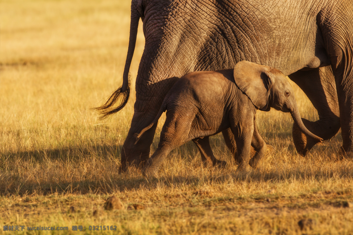 草地 上 大象 小象 野象 动物 陆地动物 野生动物 动物世界 动物摄影 生物世界