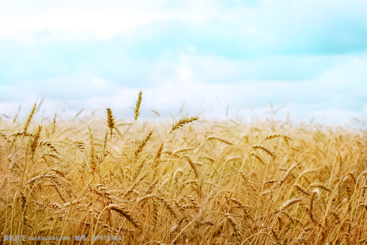 麦穗 水稻 金穗 小麦田 麦田 麦穗天 稻谷 小米 绿色小麦 金色小麦 金色麦穗 自然景观 自然风景