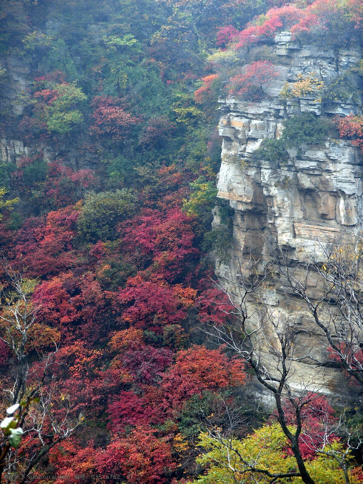 高山 秋色 红叶 香山 红叶谷 风景 生活 旅游餐饮
