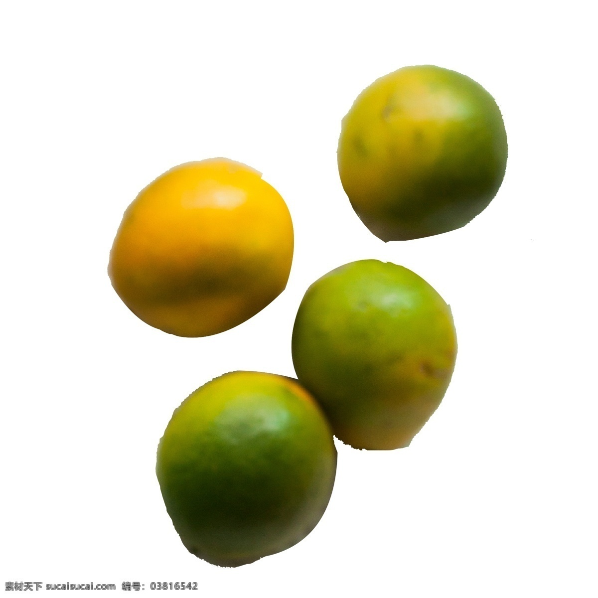 四 绿色 桔子 免 抠 图 两个桔子 新鲜的桔子 绿色水果 植物果实 新鲜的果实 黄色的枝桔子 免抠图