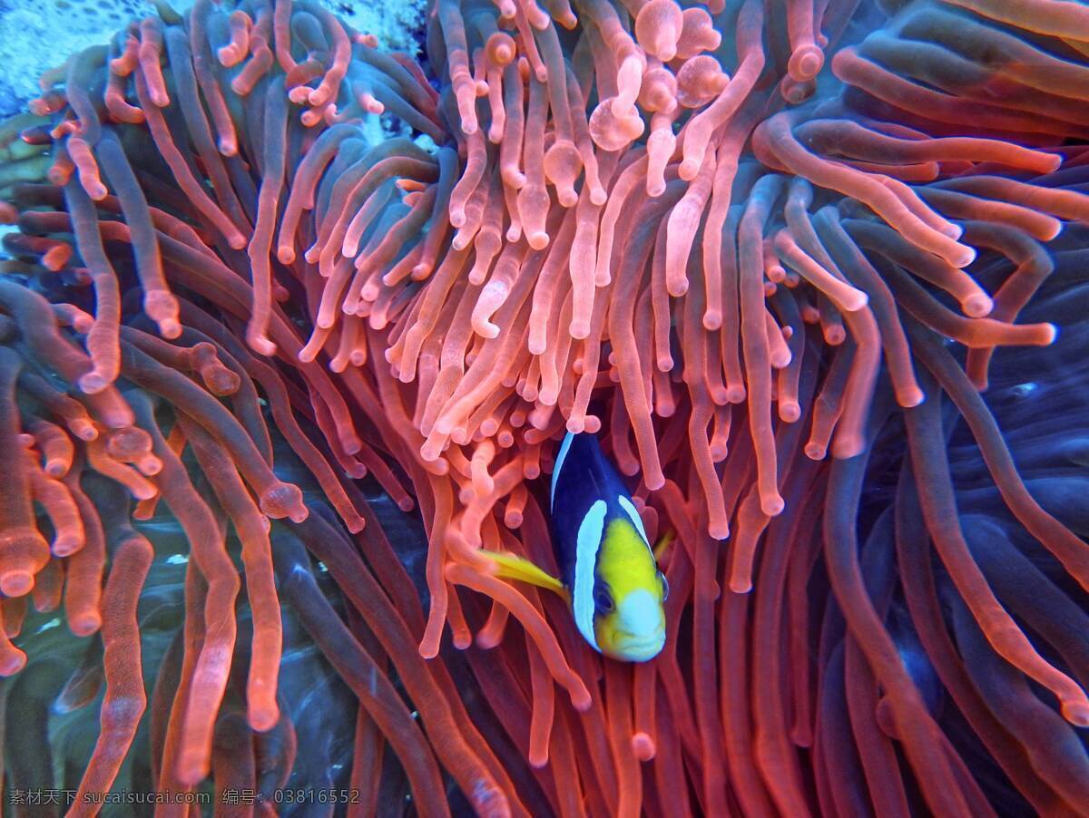 海底世界 海底 珊瑚 海龟 热带鱼 咸水鱼 海洋生物 海洋景观 鲸鱼 鲨鱼 乌龟 鲤鱼 钓鱼 金鱼 锦鲤 大海 海鱼 海洋馆 海洋世界 海洋 海底总动员 海豚 海底背景 海洋背景 水族馆 水族世界 深海鱼宫 海底鱼 海洋鱼 海底生物 鱼群 河鱼 观赏鱼 餐饮美食 生物世界 家禽家畜