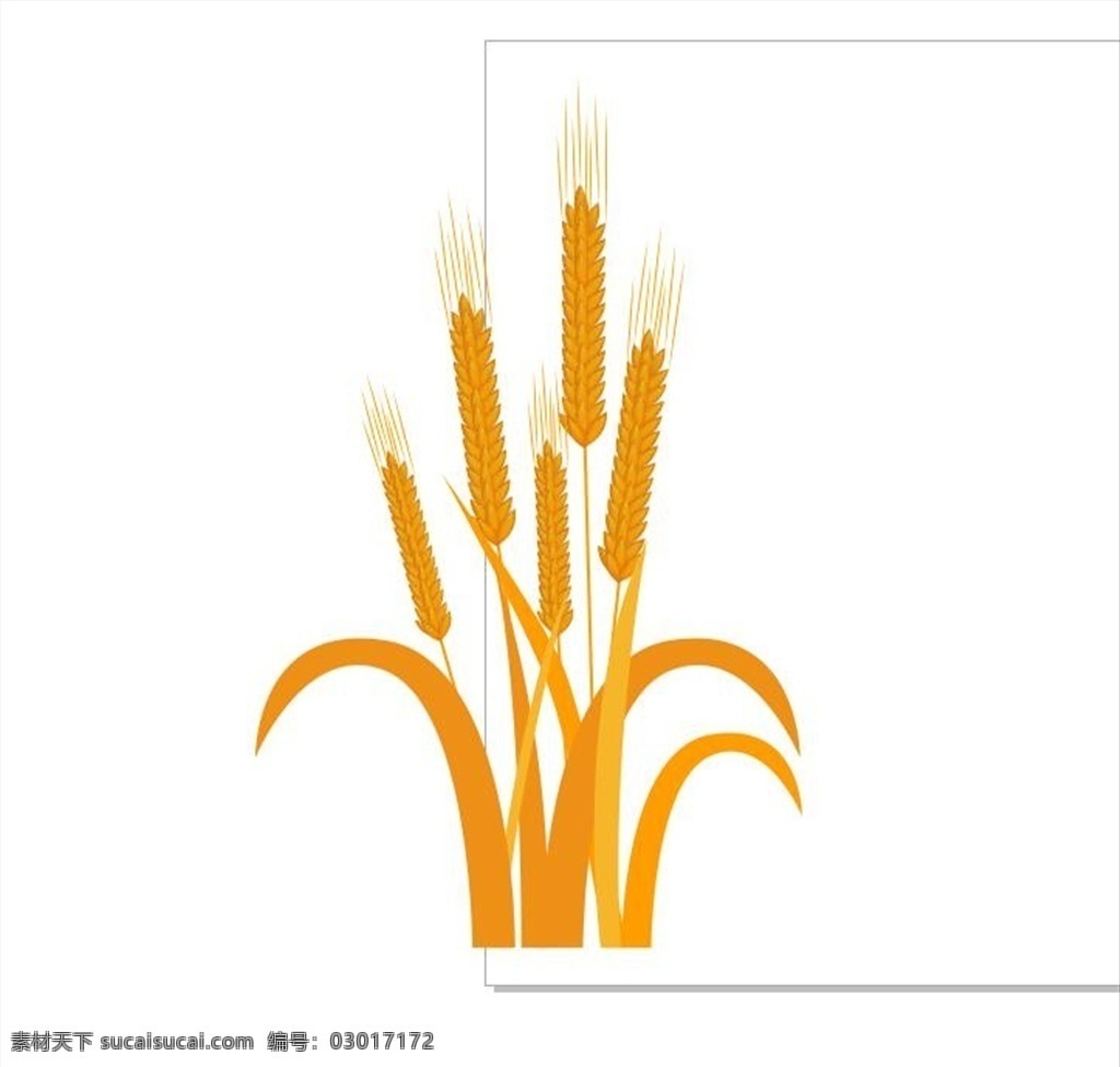 麦子 小麦 麦 麦穗 秋天 水稻