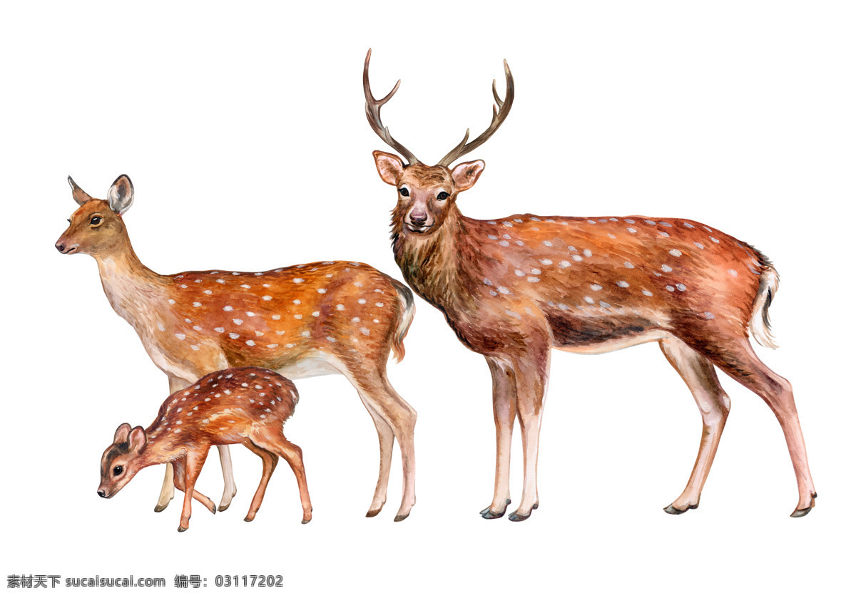 手绘动物图片 手绘动物 鹿 小鹿 麋鹿 鹿群 油画鹿