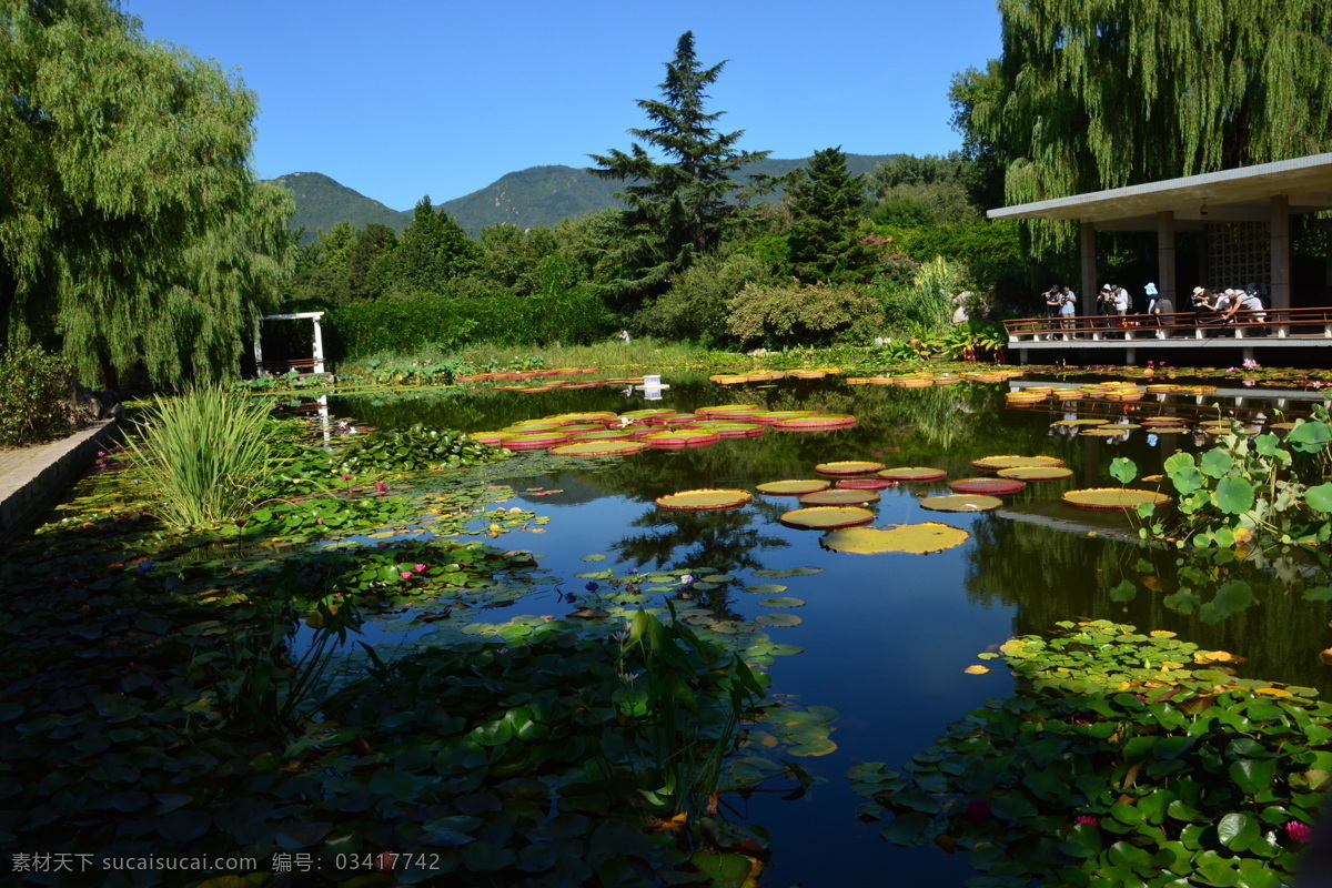 南植物园美景 南植物园风景 园林美景 荷塘睡莲花 荷塘睡莲 睡莲 荷塘 子午莲 倒影 睡莲特写 花儿 花朵 花卉 水芹莲 荷花 植物 花草 荷叶 湖水 绿叶 园林风景 园林景观 建筑园林 园林建筑