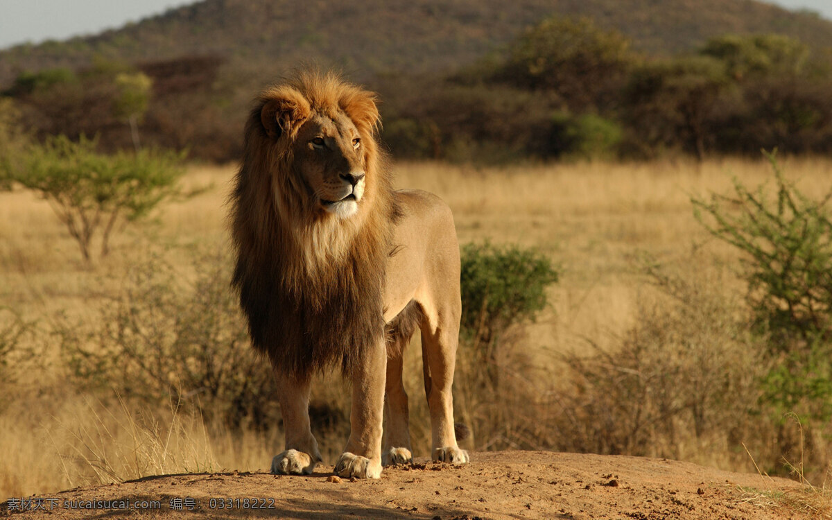 威武的雄狮 野生动物 动物世界 狮子 雄狮 摄影图 陆地动物 生物世界 黑色