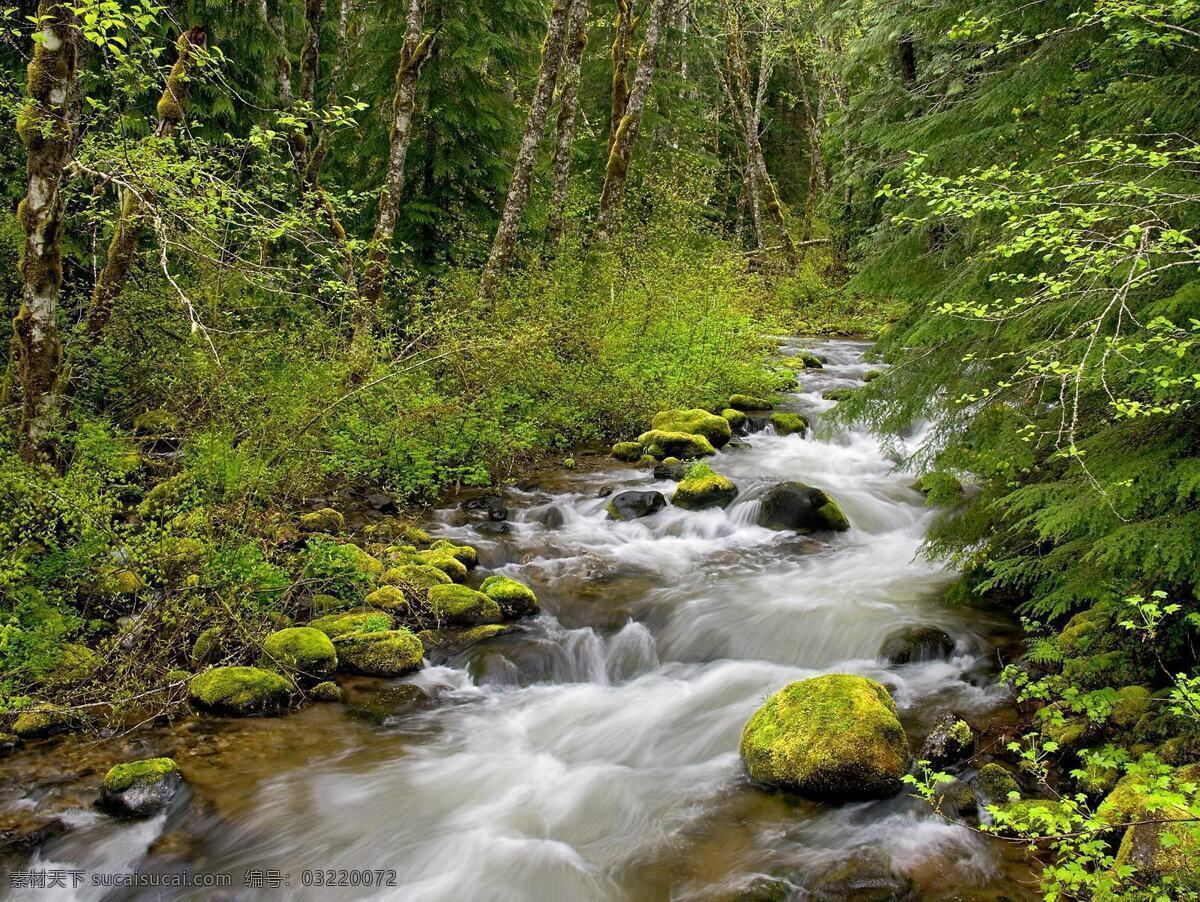 森林 小溪 流水 淙淙 风景 生活 旅游餐饮