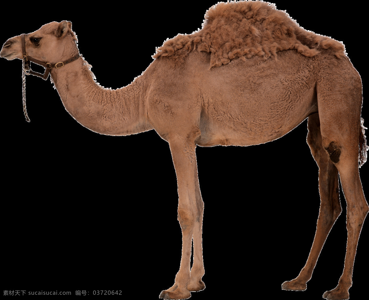 干旱 沙漠 骆驼 元素 棕色 大漠