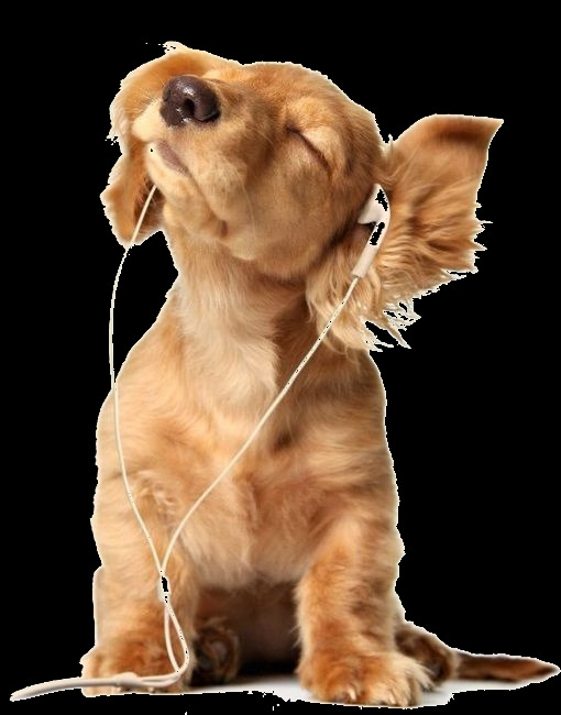 享受 可爱 大 耳朵 宠物狗 产品 实物 产品实物 带耳机 乖巧 生肖狗 小狗
