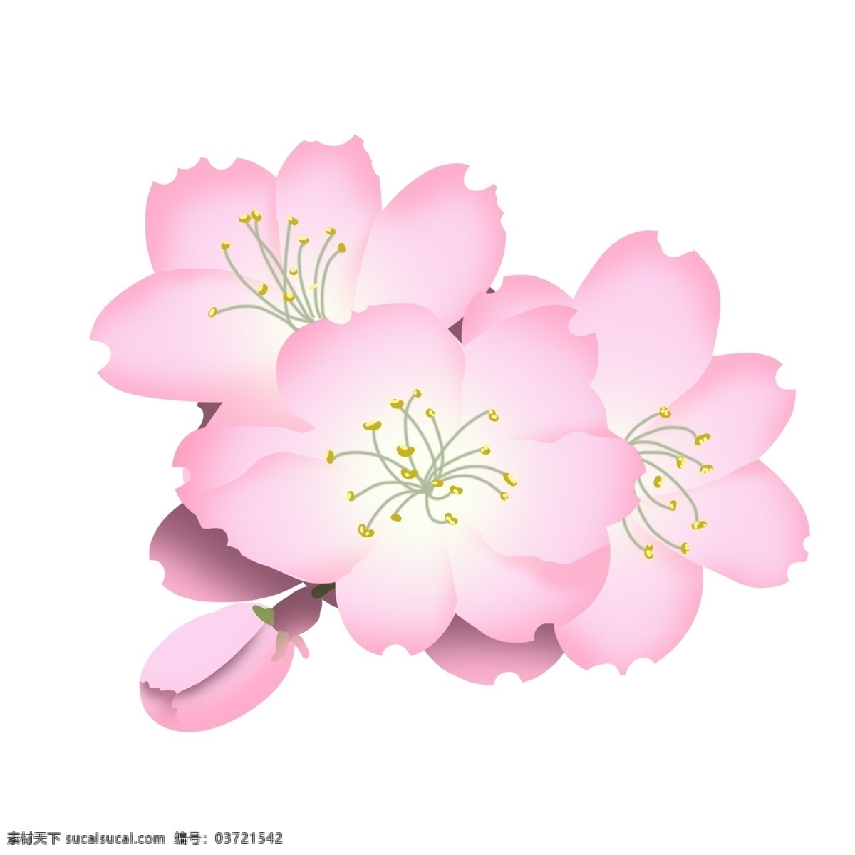 粉色 樱花 卡通 插画 粉色的樱花 卡通插画 樱花插画 花朵插画 鲜花 花瓣 花束 漂亮的樱花