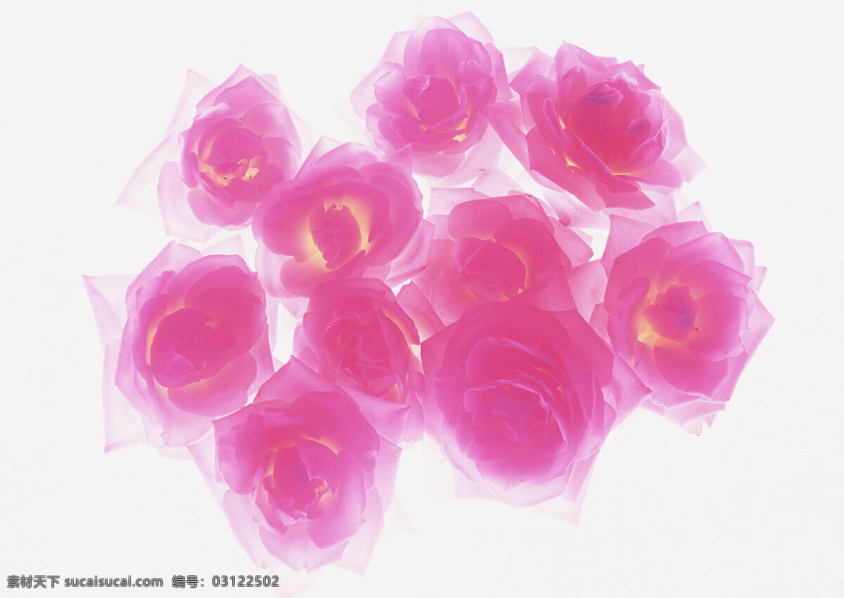 花免费下载 背景 花 花瓣 花朵 摄影图 素材花 图片库