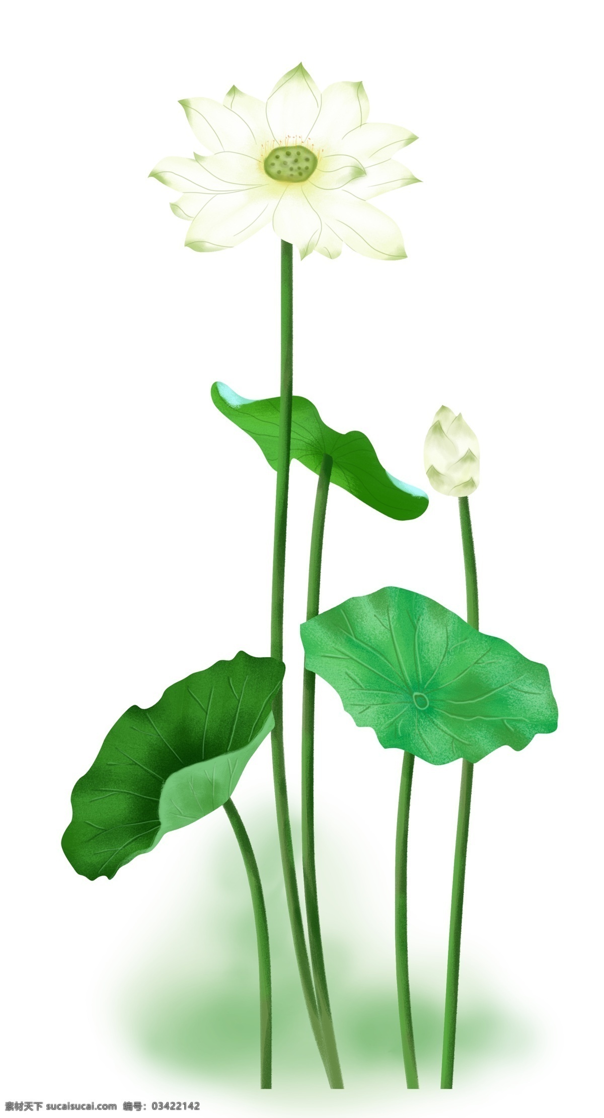 白色 莲花 叶子 装饰 白色花 荷花 荷叶 植物装饰 手绘植物 手绘莲花 立夏 夏天 花朵 花草 绿色 白色莲花