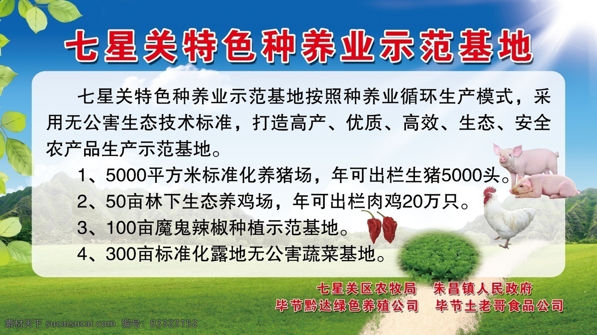 种养业 示范基地 七星关特色 蓝天白云 猪 鸡 辣椒 阳光 树叶 风景