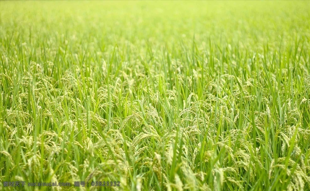 夏天 水田 稻子 水稻 夏天的水田 农田 植物绿化 蔬菜 稻米 生物世界 其他生物