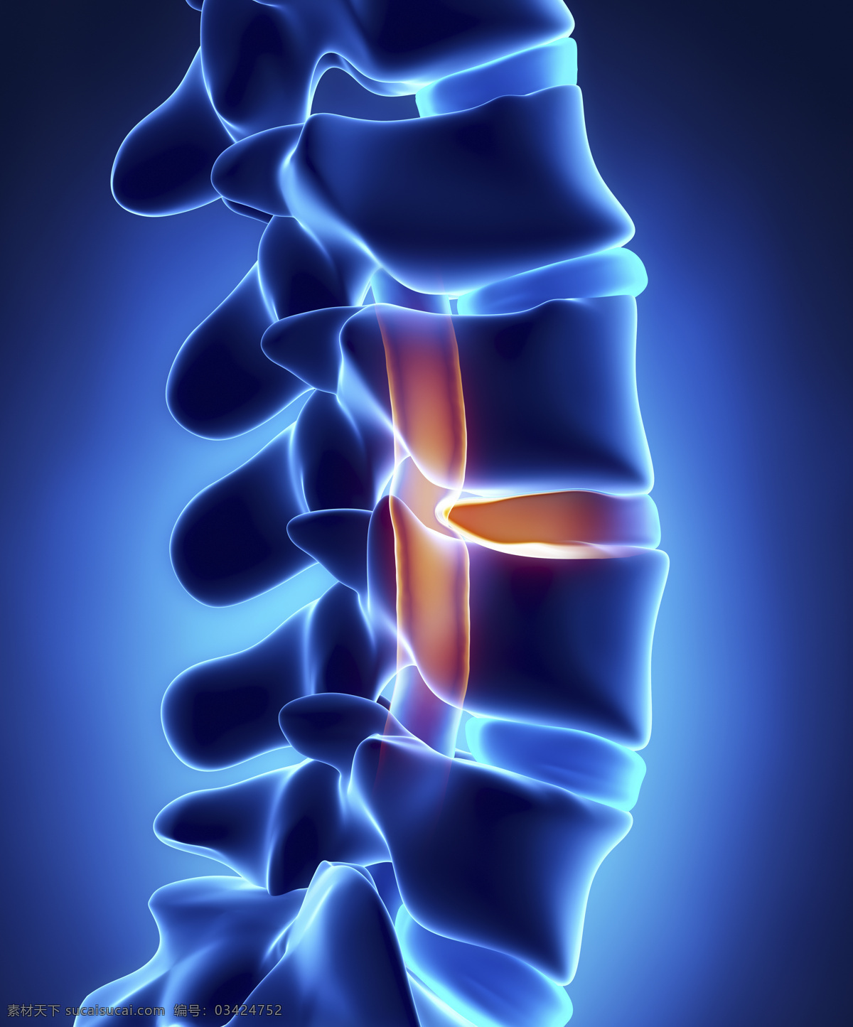 脊椎 脊髓 器官 骨骼 男性人体器官 医疗科学 医学 人体器官图 人物图片