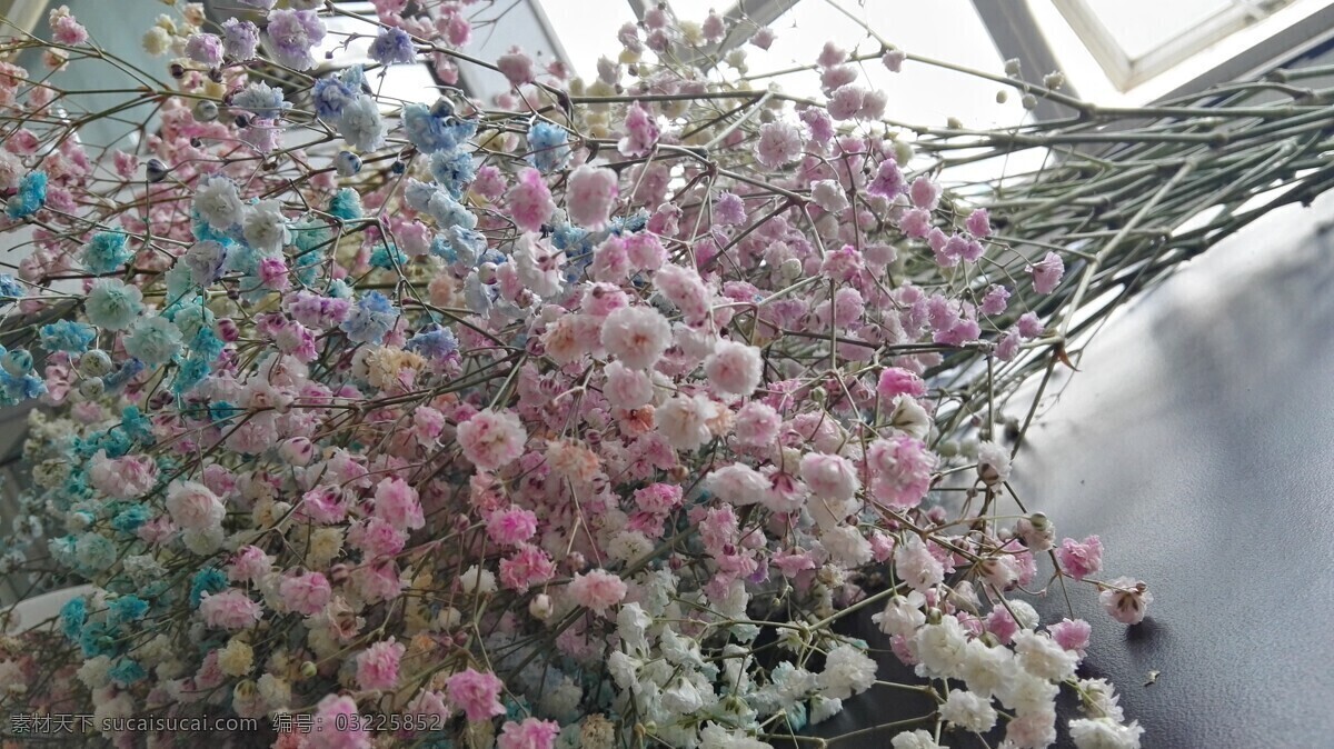 满天星 彩色 花朵 多彩 鲜花 生物世界 花草