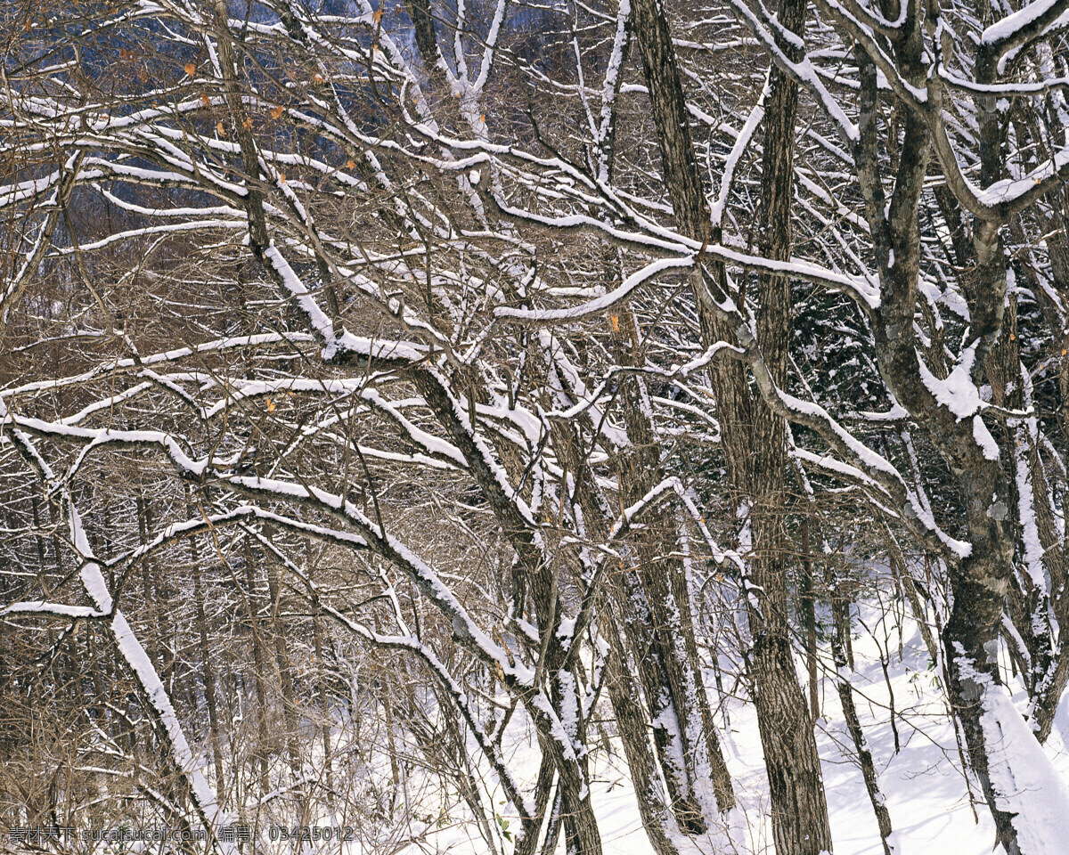 林海 枯木 白雪皑皑 雪景 雪松 白雪风光 森林大雪 风景 生活 旅游餐饮