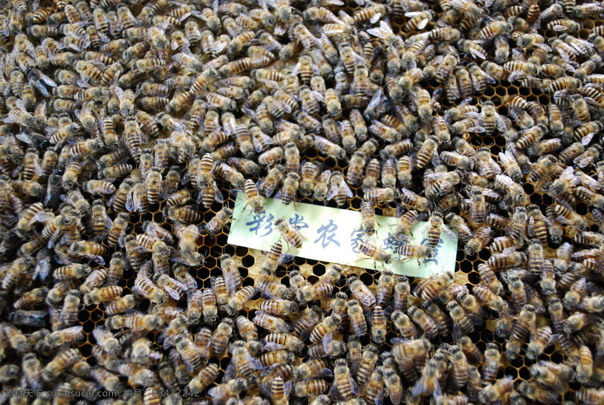 蜜蜂 中华蜜蜂 土蜜蜂 野蜂 土蜂 昆虫 生物世界 黑色