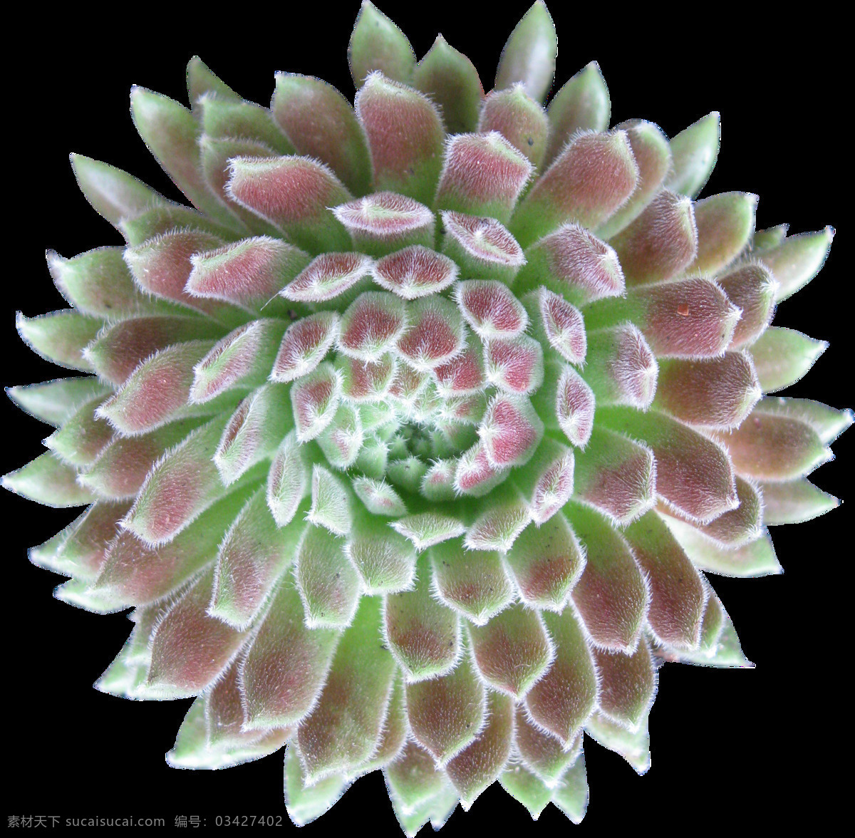 肉 植物 俯视图 透明 多肉 粉红色 花朵 绿色 免扣素材 透明素材 装饰图片