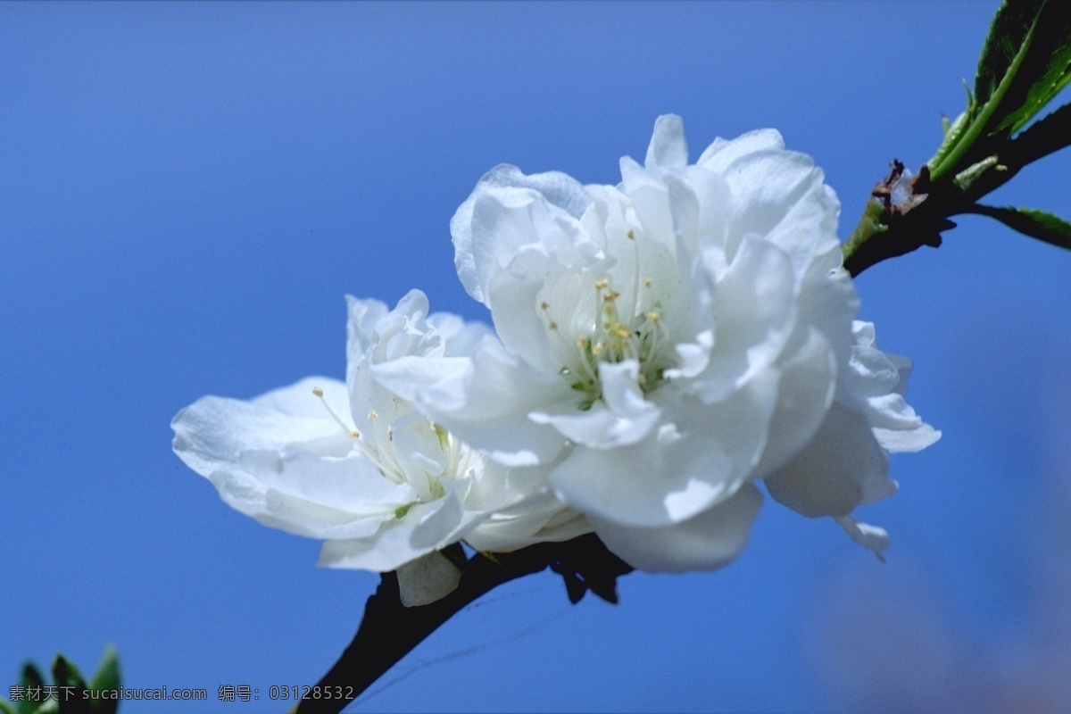 花朵 花 花朵背景图 花朵的图片 花朵素材 花朵图案 花朵图片库 风景 生活 旅游餐饮