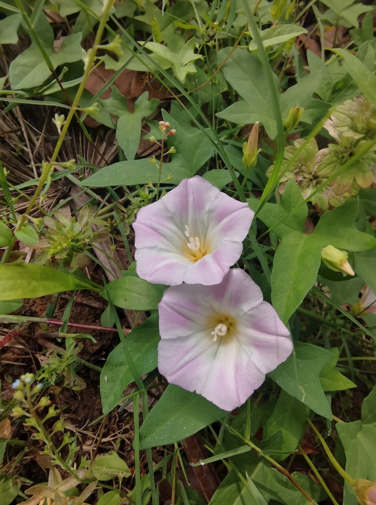 牵牛花 朝颜 碗公花 喇叭花 花 植物 随拍 生物世界 花草