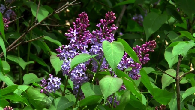 视频背景 实拍视频 视频 视频素材 视频模版 大自然 花卉 花卉视频 大自然花卉