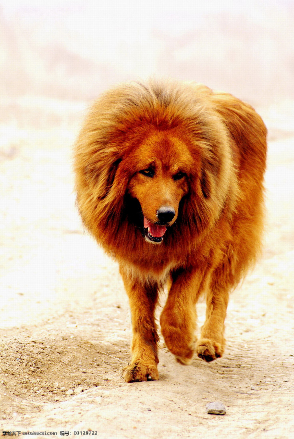 藏獒 猛犬 番狗 红獒 大狗 大型犬 红色 野性 家禽家畜 生物世界