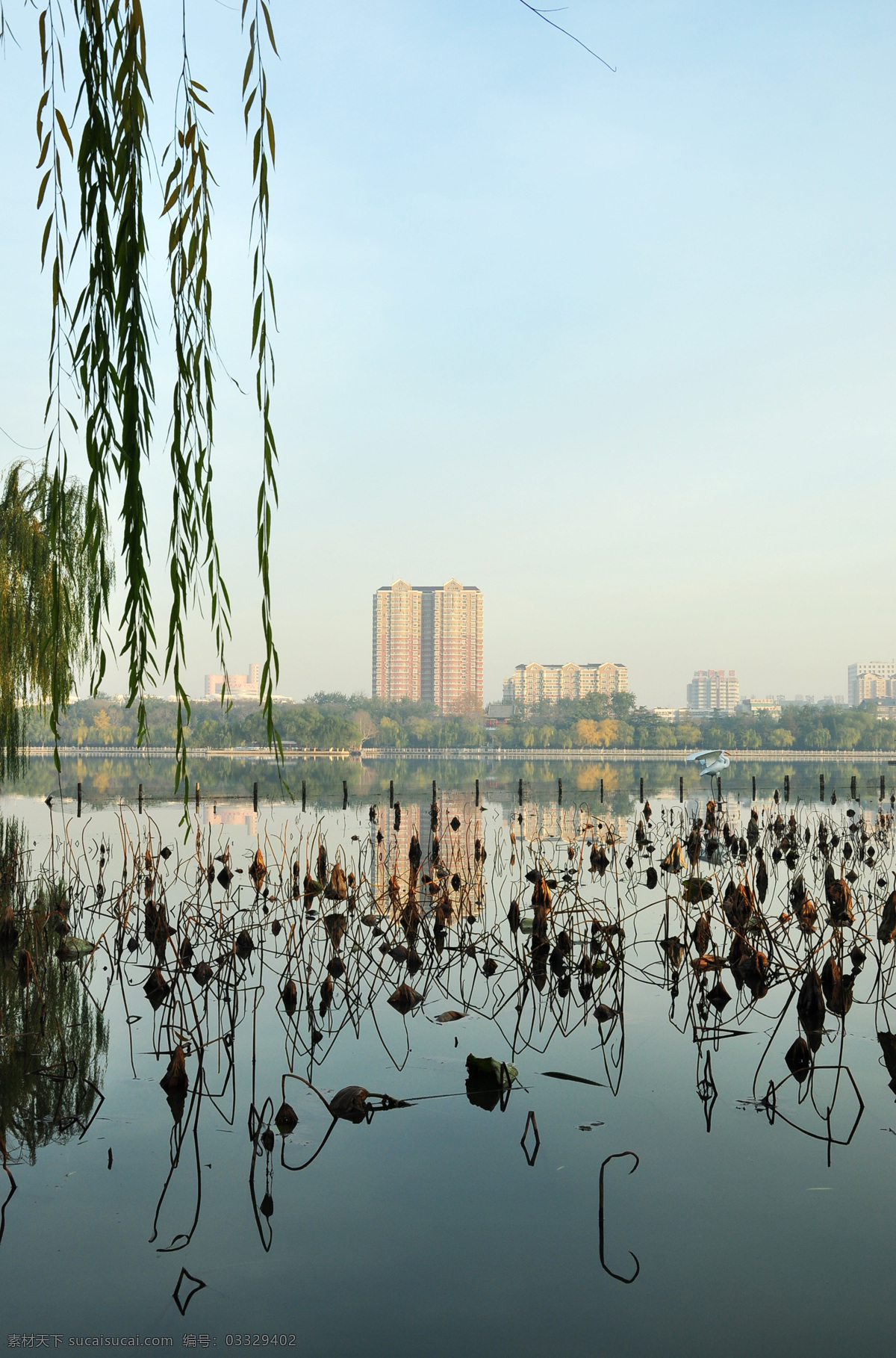 大明湖河畔 柳树 倒影 水面 风景 建筑 荷花 残荷 旅游摄影 自然风景