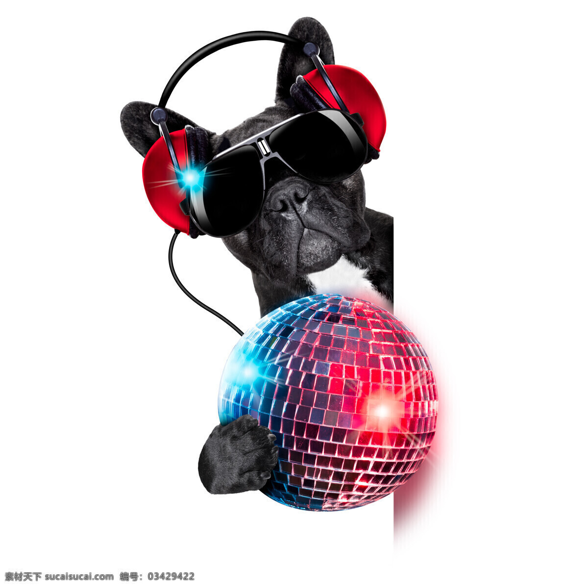 迪斯科 球 狗 耳机 墨镜 迪斯科球 宠物 动物 狗狗图片 生物世界