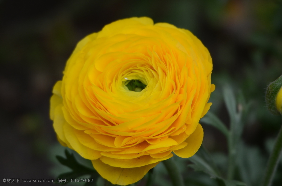 花毛茛
