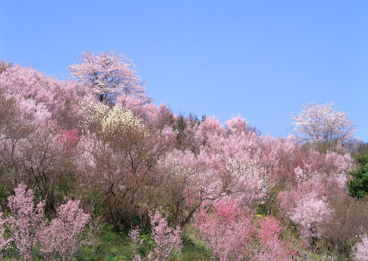 春暖花开 百花 春天 广告 大 辞典 花苞 花朵 花蕊 花枝 盛开 桃花 争艳 桃树 枝头