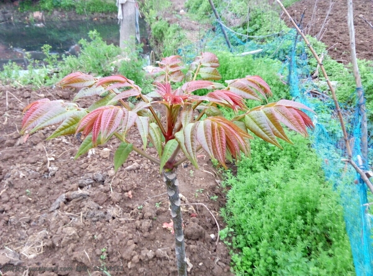 香椿苗 香椿树 香椿 树苗 红叶 小树苗 小苗 小树 照片 自然景观 田园风光