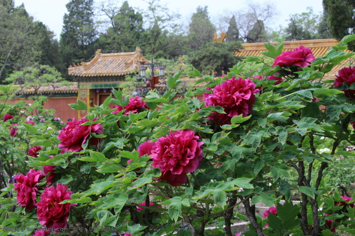 牡丹花 牡丹 观赏花卉 鼠姑 木芍药 百雨金 洛阳花 花朵 花瓣 花蕊 花卉 花儿 花草 植物 园林绿化 绿化景观 芍药牡丹 生物世界