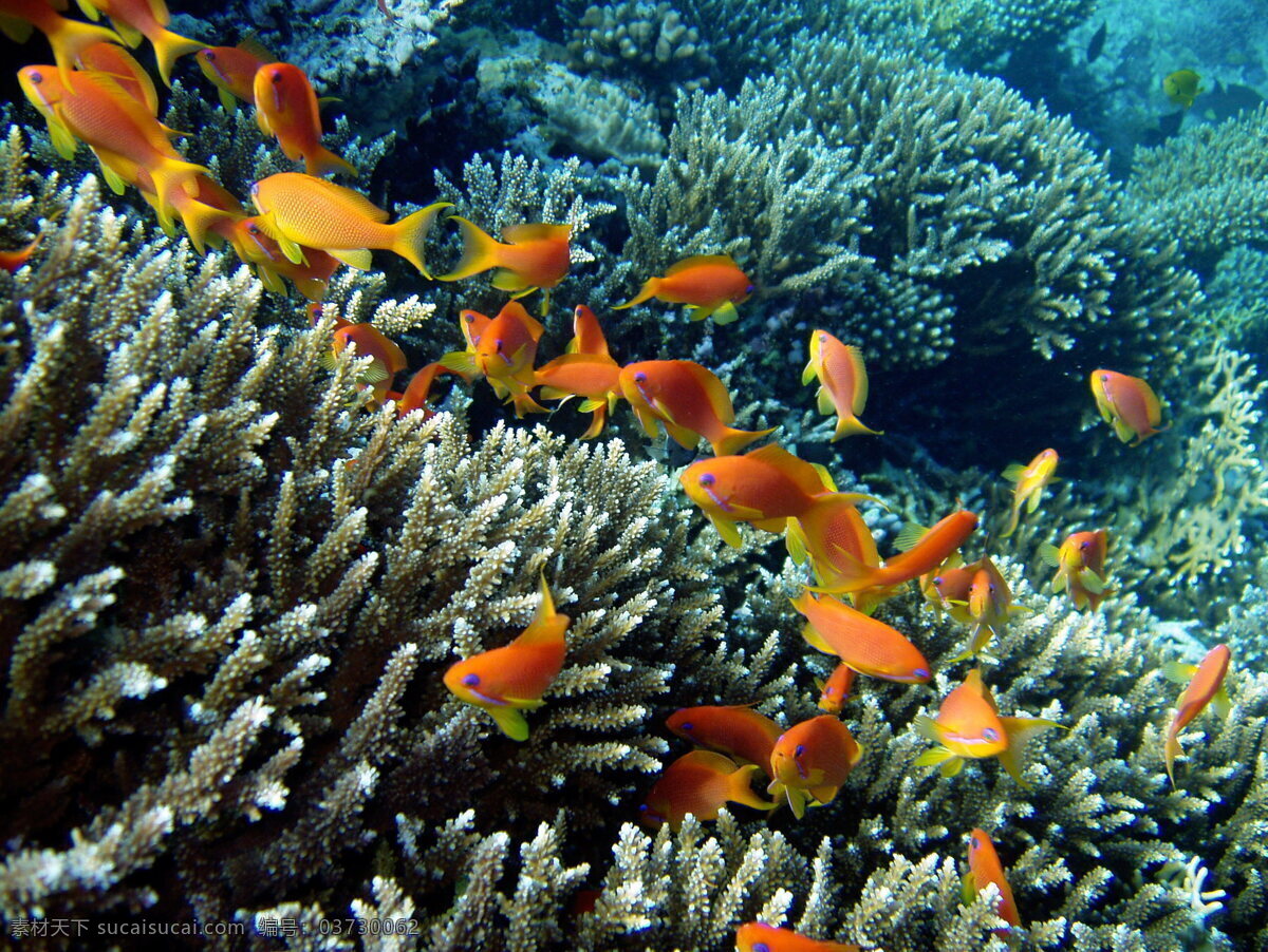 珊瑚海鱼 珊瑚 海鱼 海底世界 珊瑚礁 鱼儿 小鱼 鱼群 鱼类 海洋生物 水草 生物世界 组 海底 世界