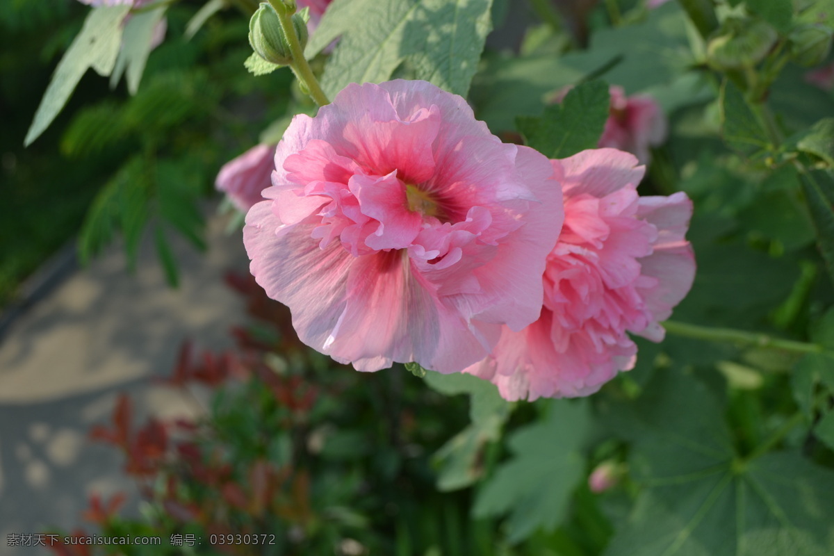 蜀葵 春季 粉色 花草 花朵 绿叶 生物世界 盛开 psd源文件