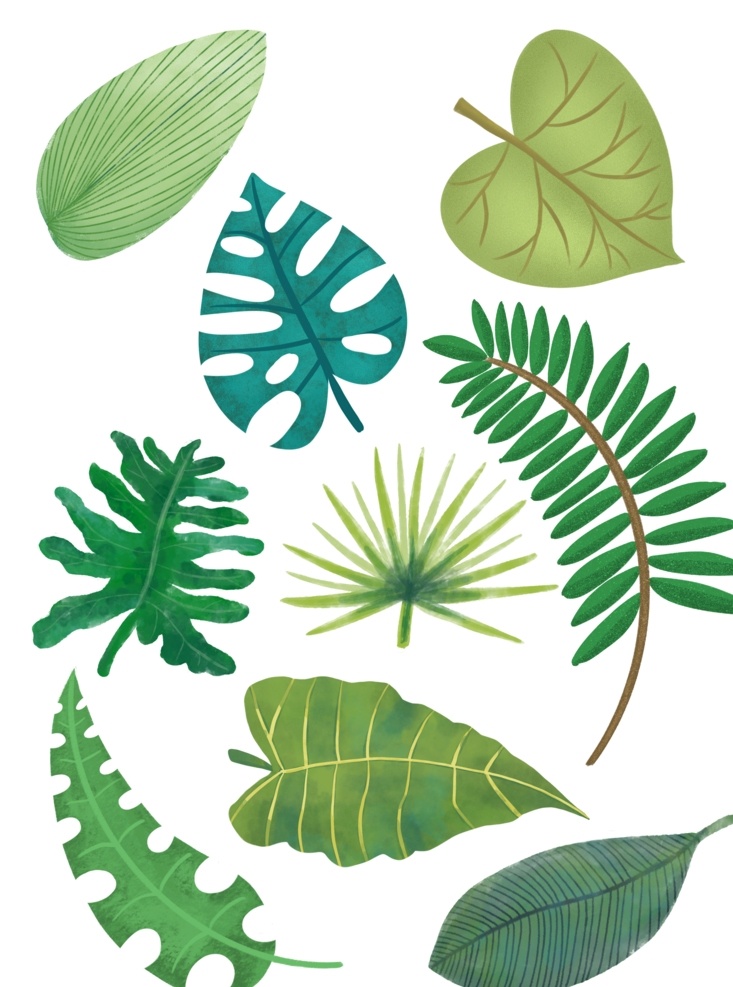 龟背叶 棕叶 芭蕉叶 热带 热带雨林 夏季 火烈鸟 夏季素材 热带绿叶