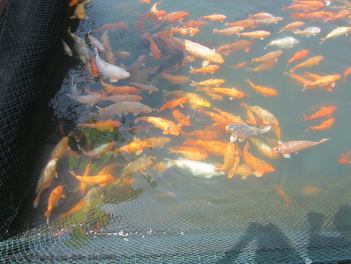 千岛湖 鱼儿 生物世界 鱼类 鱼群 千岛湖鱼儿 红鱼