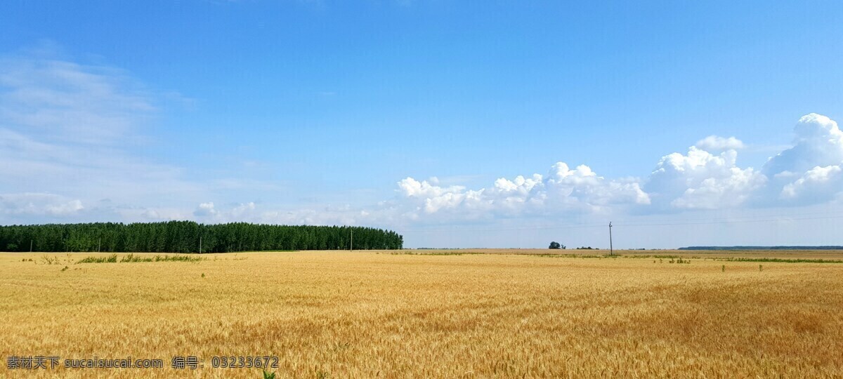 水稻 稻子 秋天 收获 风景 自然景观 田园风光 稻田 水稻田 农田 水田 粮食 金黄稻田 摄影图片 现代科技 农业生产