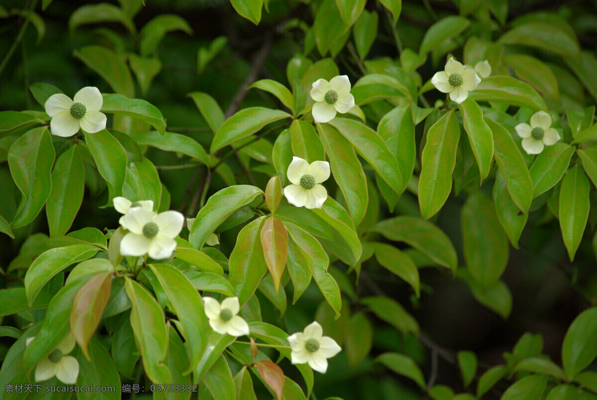 四照花 石枣 羊梅 山荔枝 绿色 树叶 春天 花草 生物世界