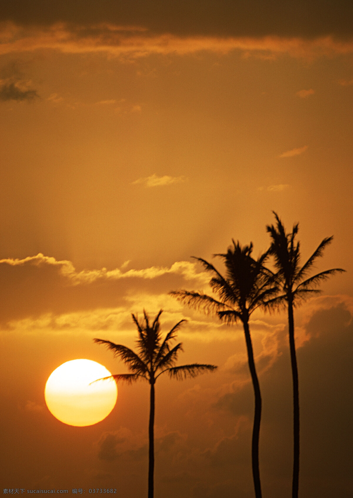 日落 黄昏 旅游 风景区 夏威夷 夏威夷风光 悠闲 假日 日落黄昏 热带树 大海图片 风景图片